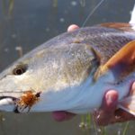 Fly Fishing-redfish with a fly in his mouth